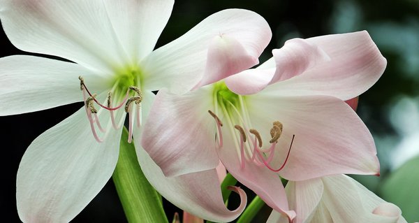 Spring Flowering Bulbs