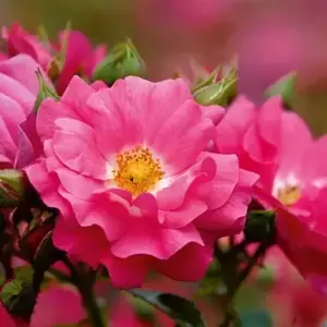Standard Rose Flower Carpet Pink