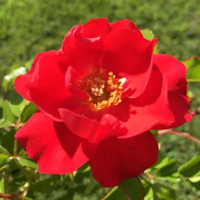 Standard Rose Flower Carpet Ruby