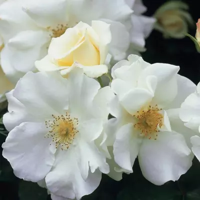 Standard Rose Flower Carpet White