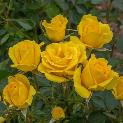 Standard Rose Grandma's Rose
