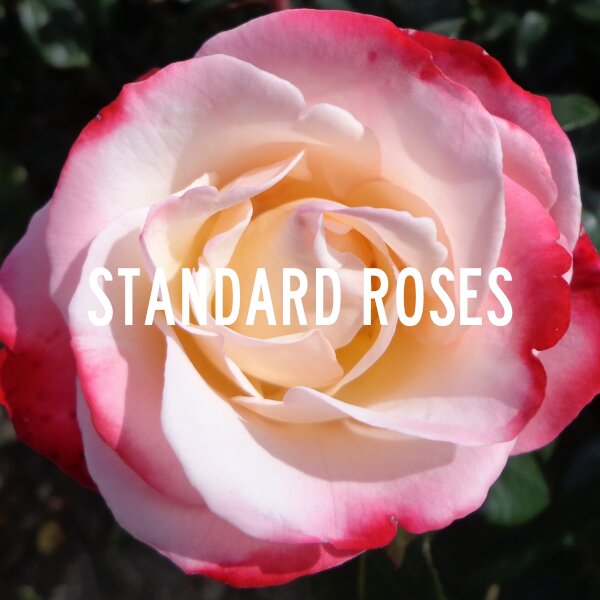 Standard Roses - Groves Nurseries & Garden Centre