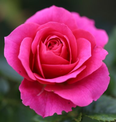 Starlight Express Climbing Rose