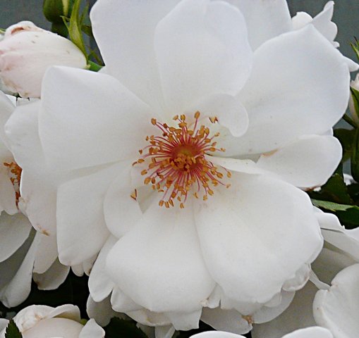 Starlight Symphony Climbing Rose -  Rose Of The Year 2019