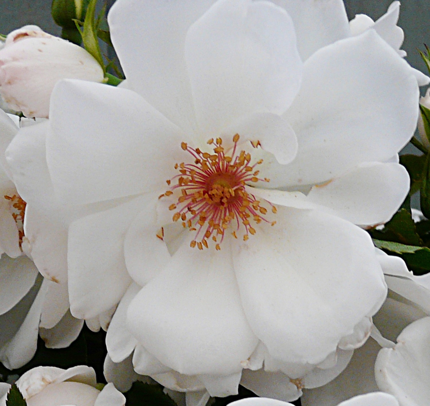 - Embrace The Vertical With Climbing Roses: A Symphony Of Fragrance And Color