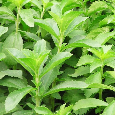 Stevia Sugarleaf Herb 12cm