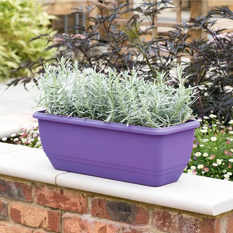50cm Patio Trough Lavender