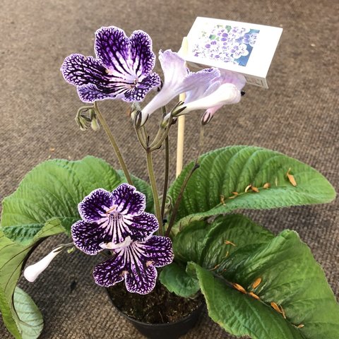 Streptocarpus Polka Houseplant