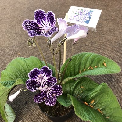 Streptocarpus Polka Houseplant