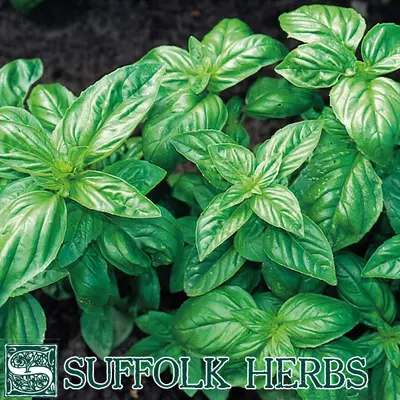 Kings Basil  Classic Italian Seeds