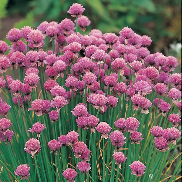 Suffolk Herbs Organic Chives Seeds