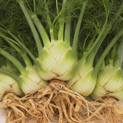 Suffolk Organic Coriander Cilantro Seeds