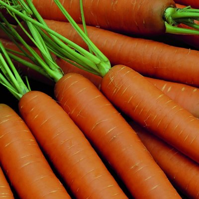 Suffolk Kings Carrot Amsterdam Bak 2 Amfine ORGANIC Seeds