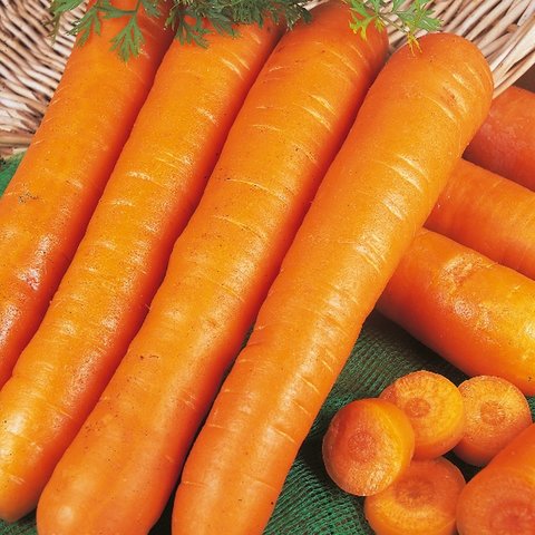 Suffolk Organic Carrot Early Nantes Seeds