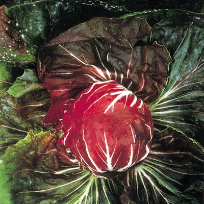 Suffolk Organic Chicory Palla Rossa Seeds