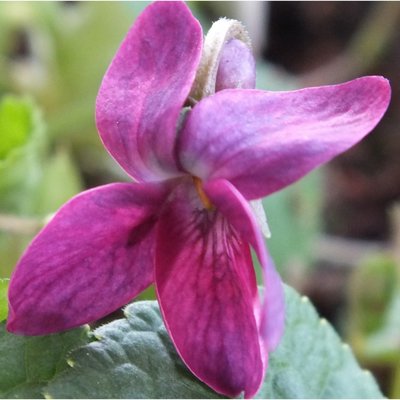 Sultan Odorata Violet