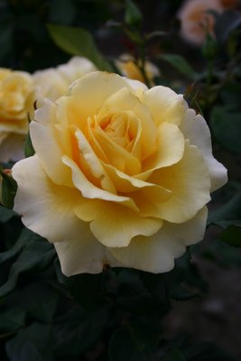 Sunny Sky Hybrid T Rose