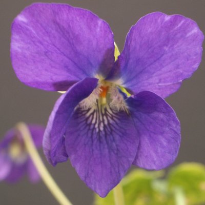 Susan Chilcott Large Flowered Devon Type Violet