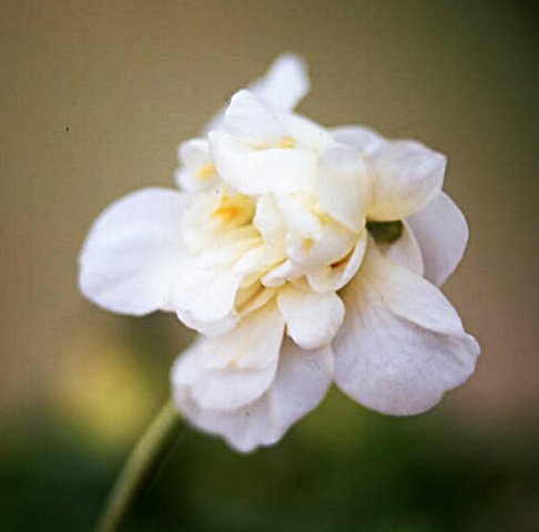 Swanley White Parma Violet