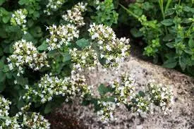 Sweet Marjoram 1L