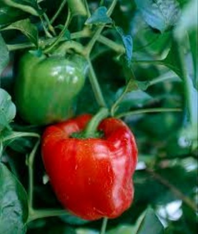 Sweet Pepper Bell Boy