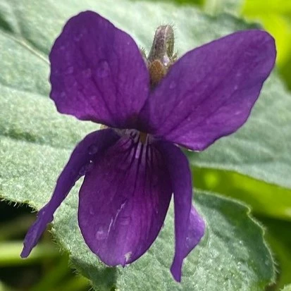 Tatura odorata Violet