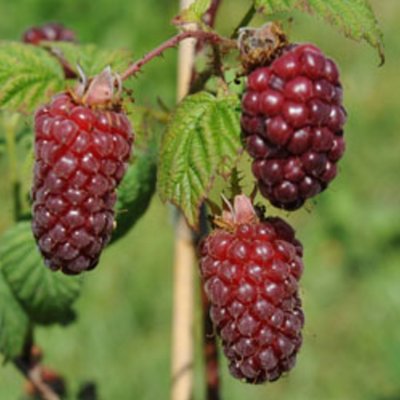 Tayberries Buckingham