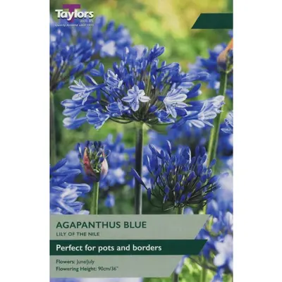 Agapanthus Blue