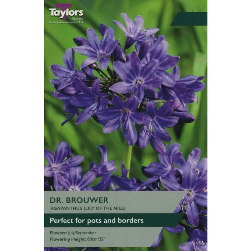 Agapanthus Dr. Brouwer