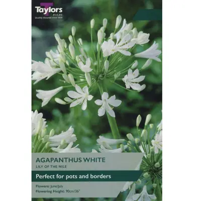 Agapanthus White