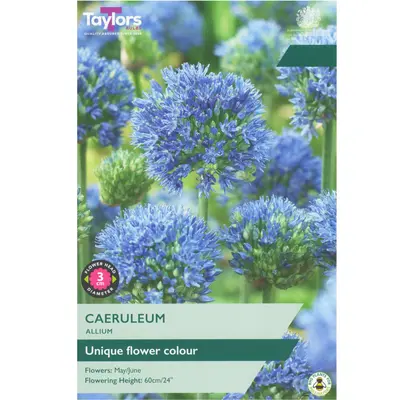 Taylors Allium Caeruleum