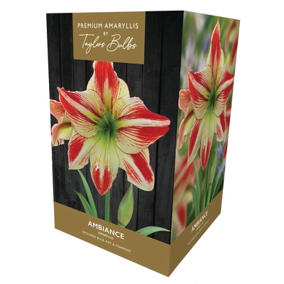 Taylors Premium Amaryllis Ambiance