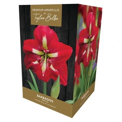 Taylors Premium Amaryllis Barbados