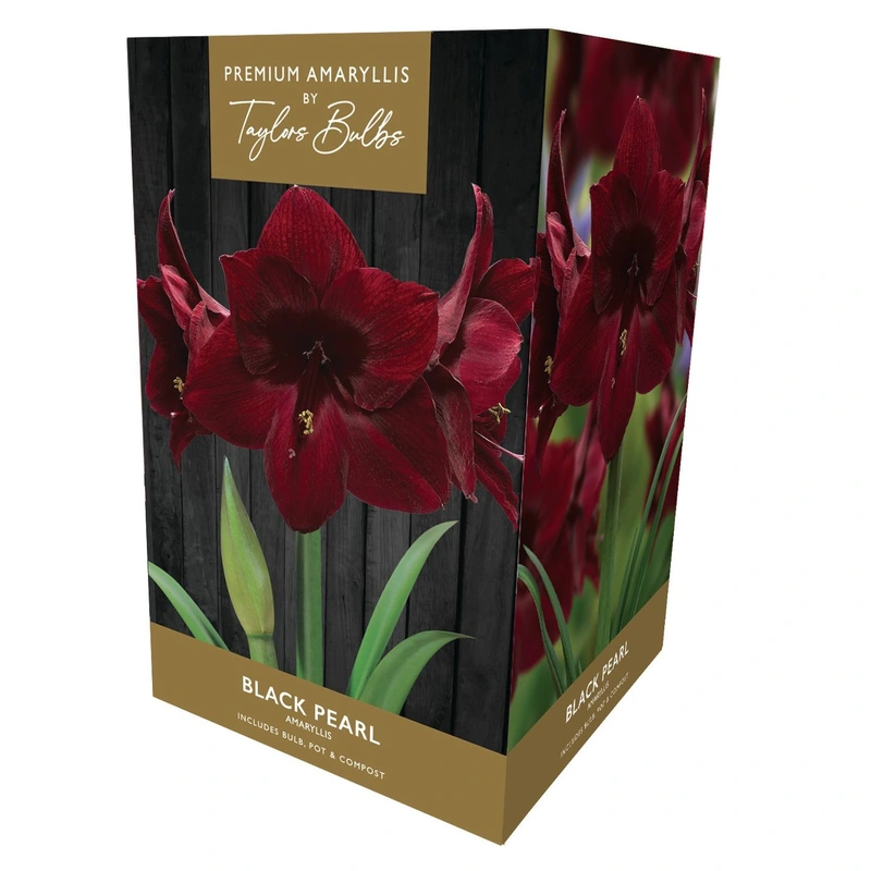 Taylors Premium Amaryllis Black Pearl
