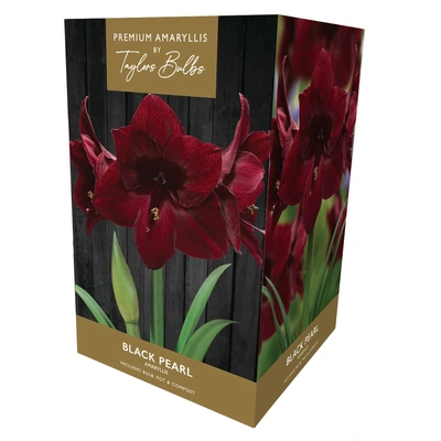 Taylors Premium Amaryllis Black Pearl