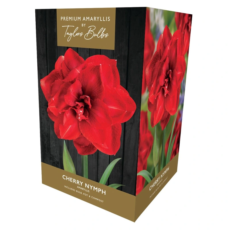 Taylors Premium Amaryllis Cherry Nymph