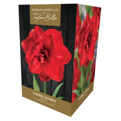 Taylors Premium Amaryllis Cherry Nymph