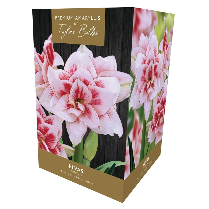 Taylors Premium Amaryllis Elvas