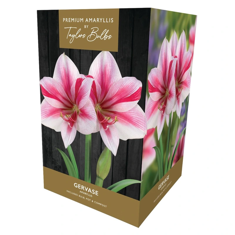 Taylors Premium Amaryllis Gervase