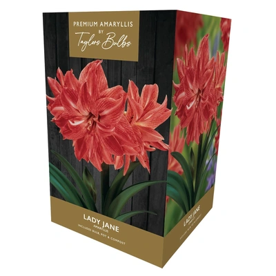 Taylors Premium Amaryllis Lady Jane