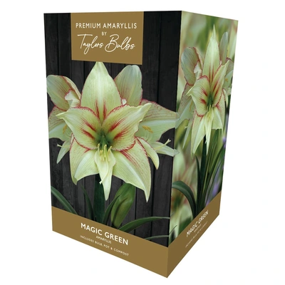 Taylors Premium Amaryllis Magic Green