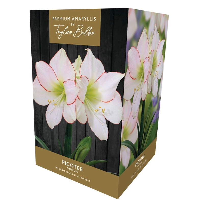 Taylors Premium Amaryllis Picotee