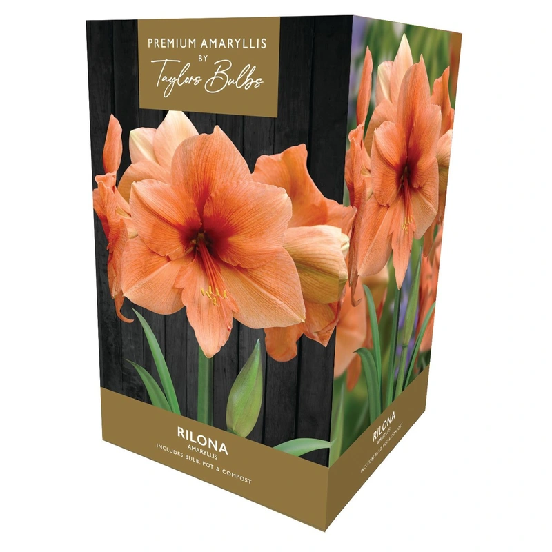 Taylors Premium Amaryllis Rilona
