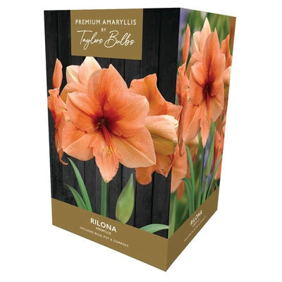 Taylors Premium Amaryllis Rilona