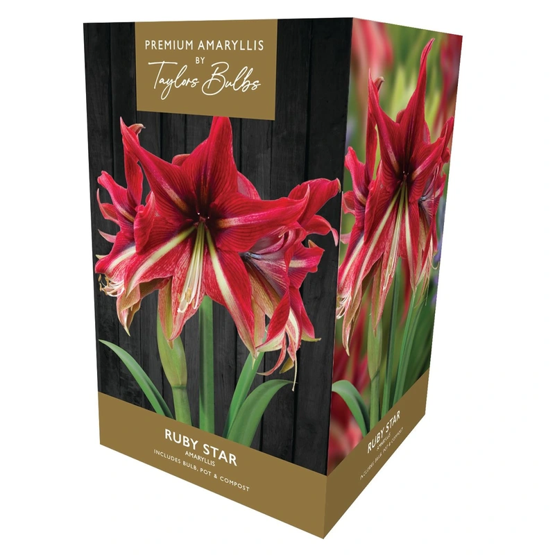 Taylors Premium Amaryllis Ruby Star