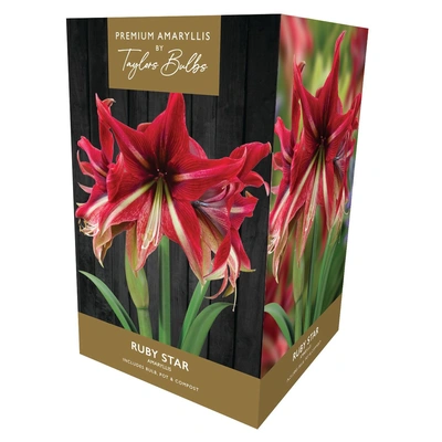 Taylors Premium Amaryllis Ruby Star