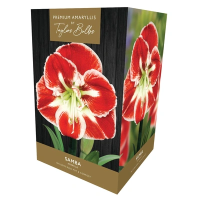 Taylors Premium Amaryllis Samba