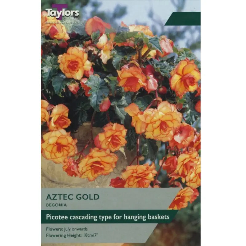 Taylors Begonia Aztec Gold