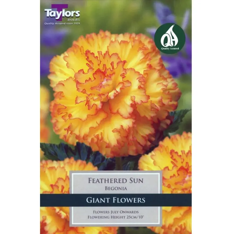 Taylors Begonia Feathered Sun