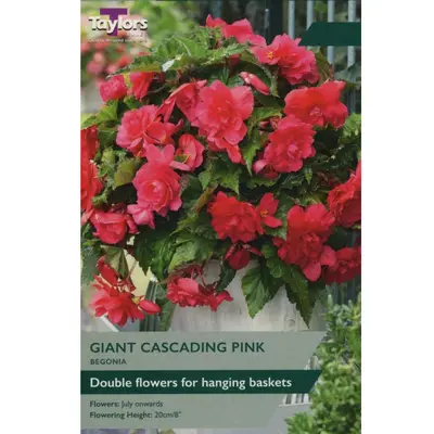 Taylors Begonia Giant Cascading Pink